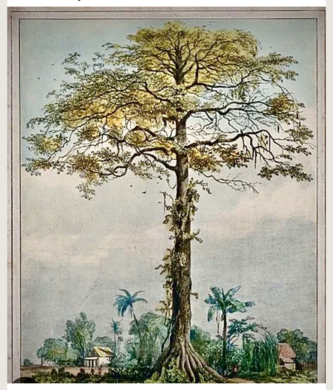 Kankantri