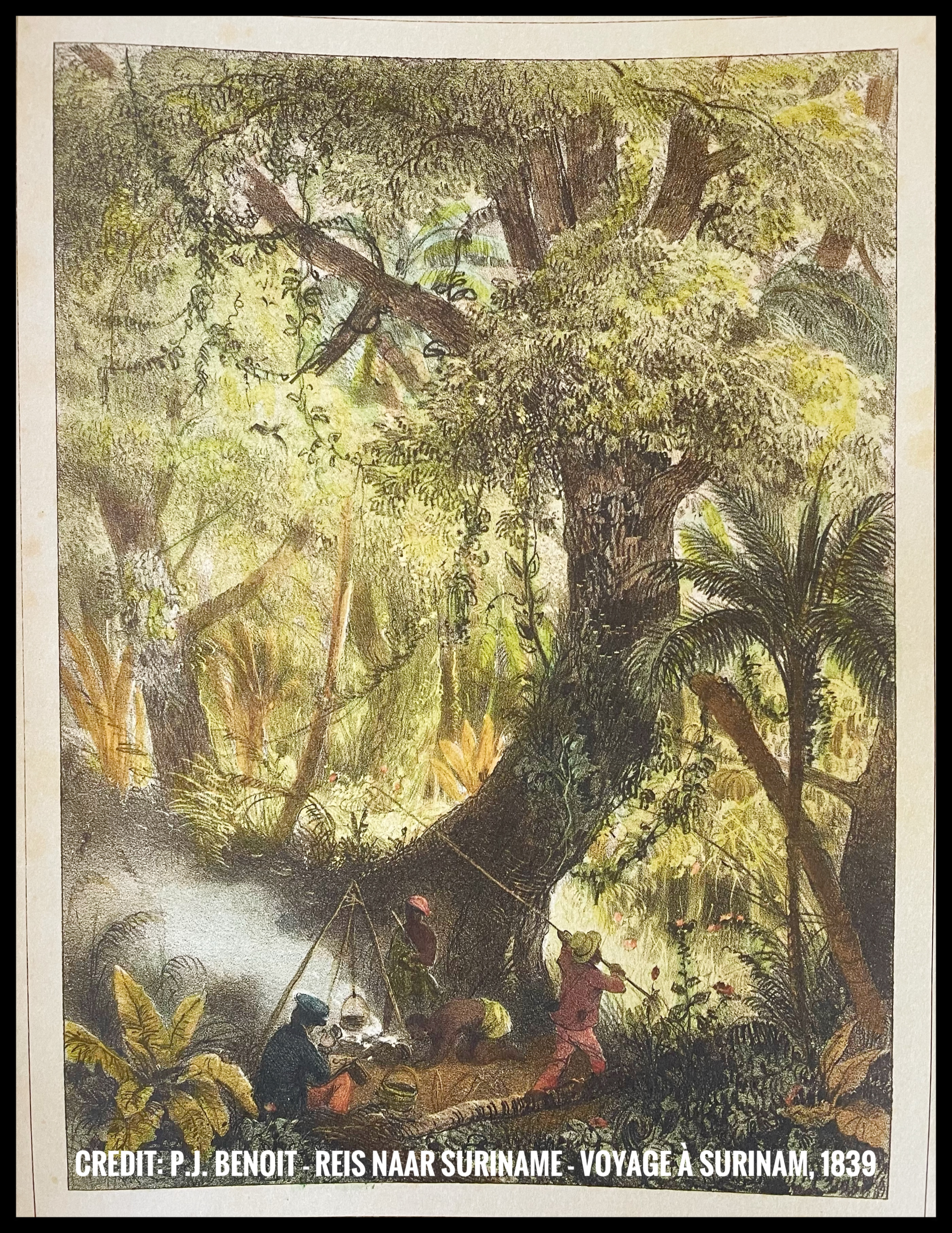 Suriname vs Europe Flora & Fauna Comparison